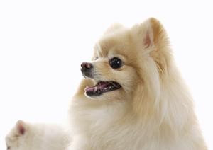 かわいいウエスティーが購入できるサイト