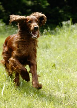 豆柴等の子犬の販売ならばこちらのサイト
