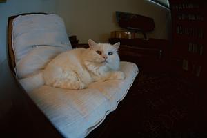 はっとり動物病院の看護師求人のご紹介