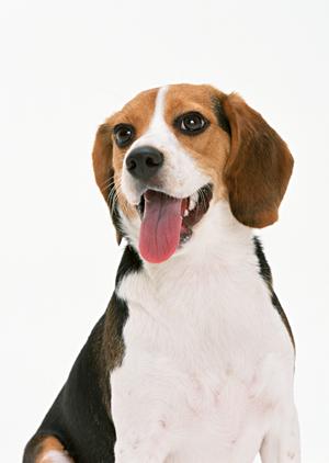 犬用肉球クリームをお探しならこちらへ