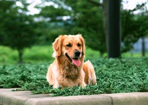愛犬・愛猫のための療法食ガイド：健康維持と病気予防に役立つ選び方とおすすめ商品