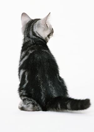 猫カフェを名古屋で利用したいなら