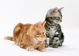 猫の健康を守る！ロイヤルカナン療法食の効果と選び方ガイド