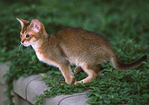 杉並区の複合型の動物病院が便利